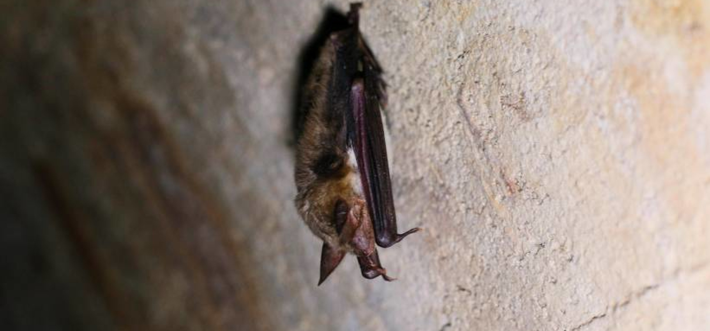 Przyrodnicy szukają "domów przyjaznych nietoperzom"
