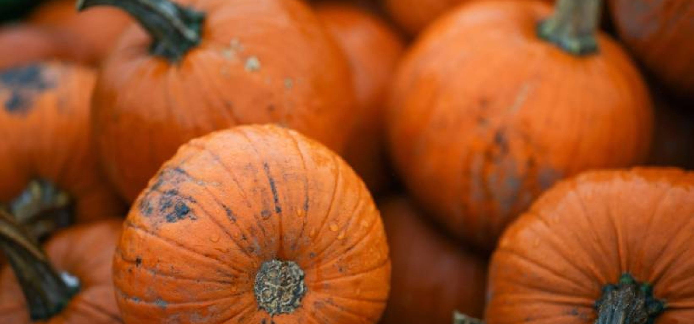 Trwa sezon na dynię. To nie tylko smaczny dodatek do potraw, ale i prawdziwa skarbnica witamin i minerałów