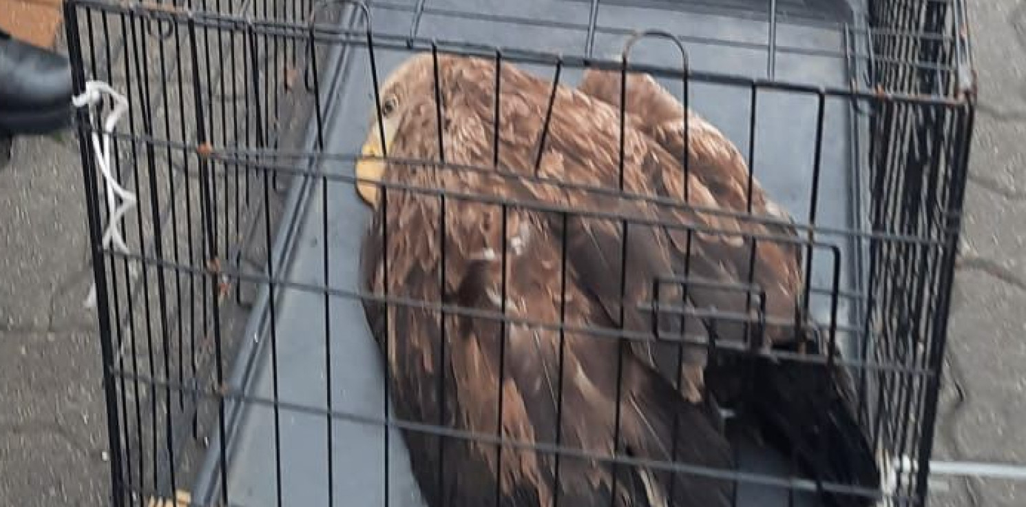 Inowrocław - Municypalni uratowali bielika. Ptak był ranny
