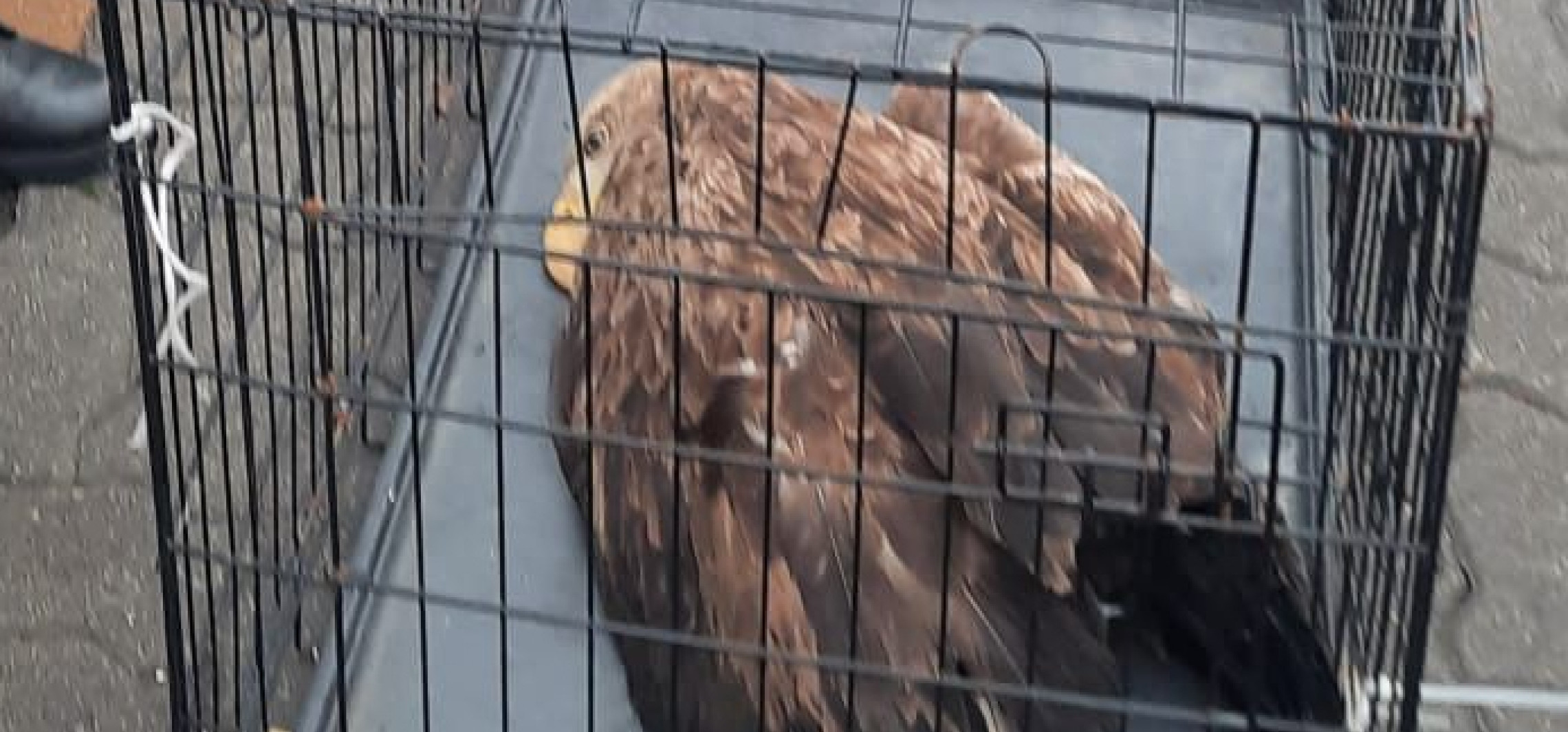 Municypalni uratowali bielika. Ptak był ranny