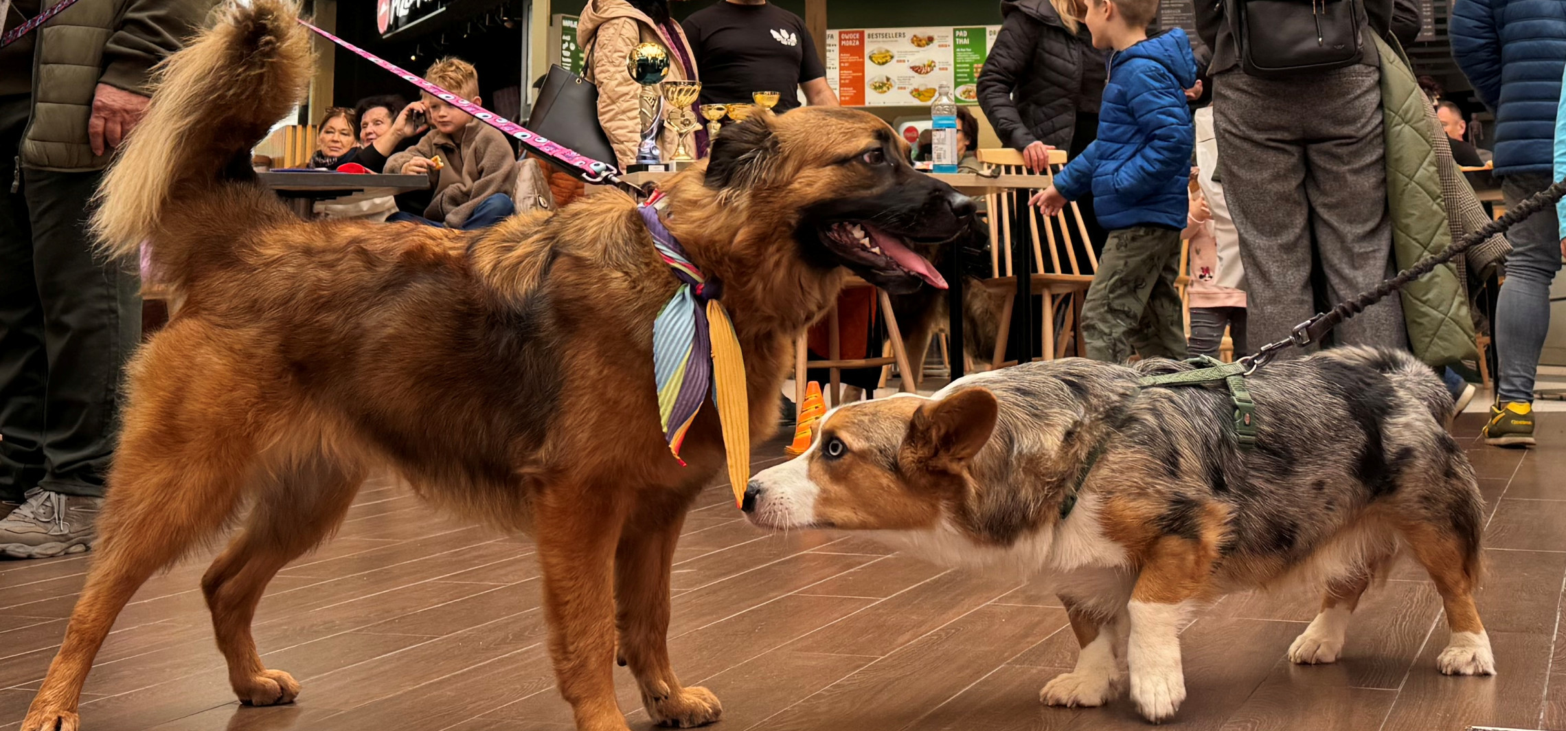 Parada kundelków i psie miasteczko. Sobota w Galerii Solnej na czterech łapach