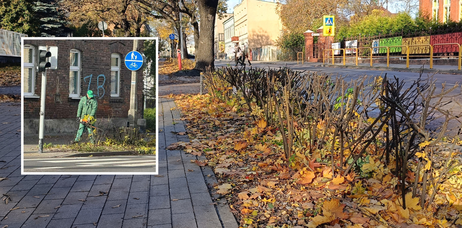 Inowrocław - Krzewy przycięte, widoczność poprawiona