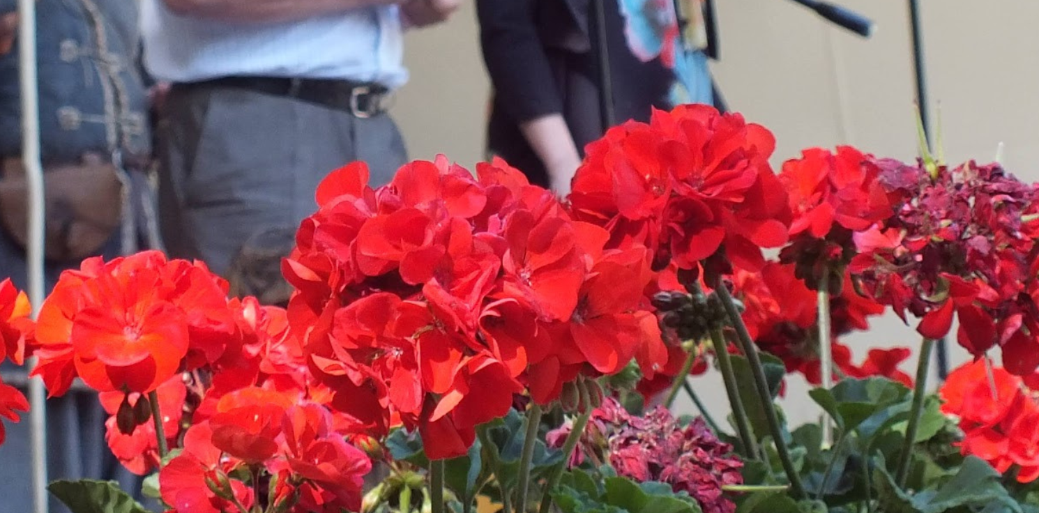 Inowrocław - W środę akcja “Przygarnij miejską pelargonię”