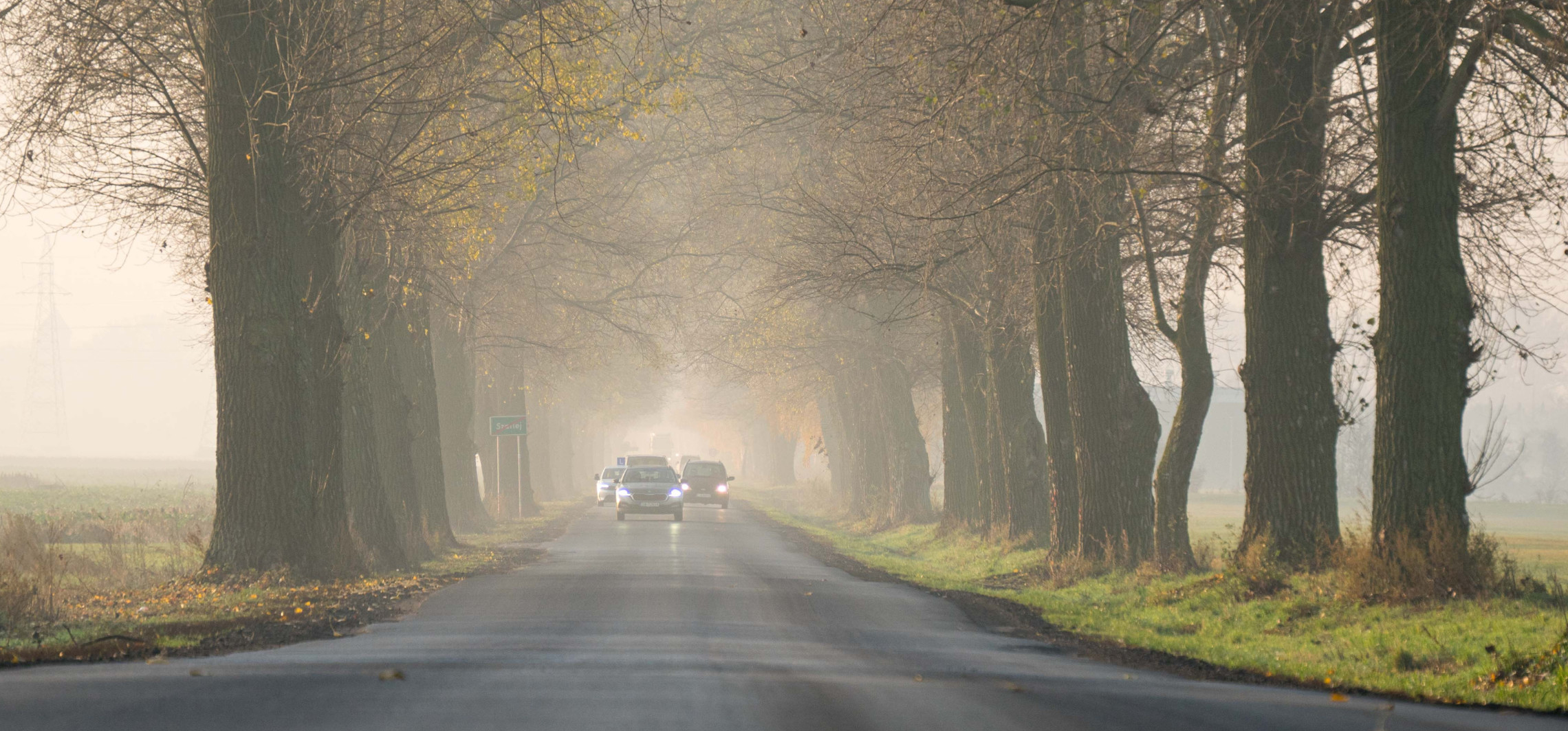 Przy tej drodze wytną niemal 100 drzew