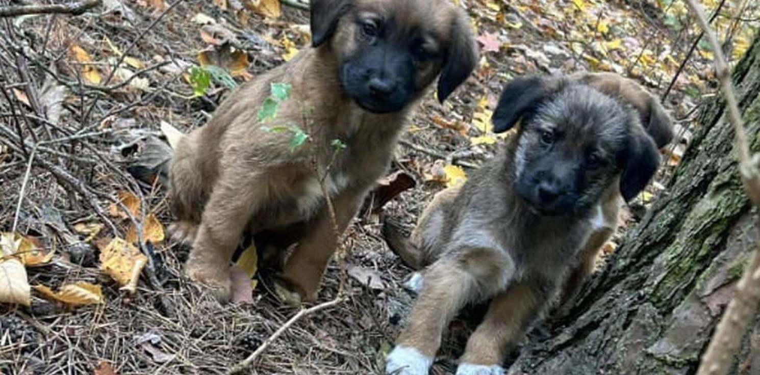 Kruszwica.online - Porzuciła szczeniaki w lesie. Grozi jej odsiadka