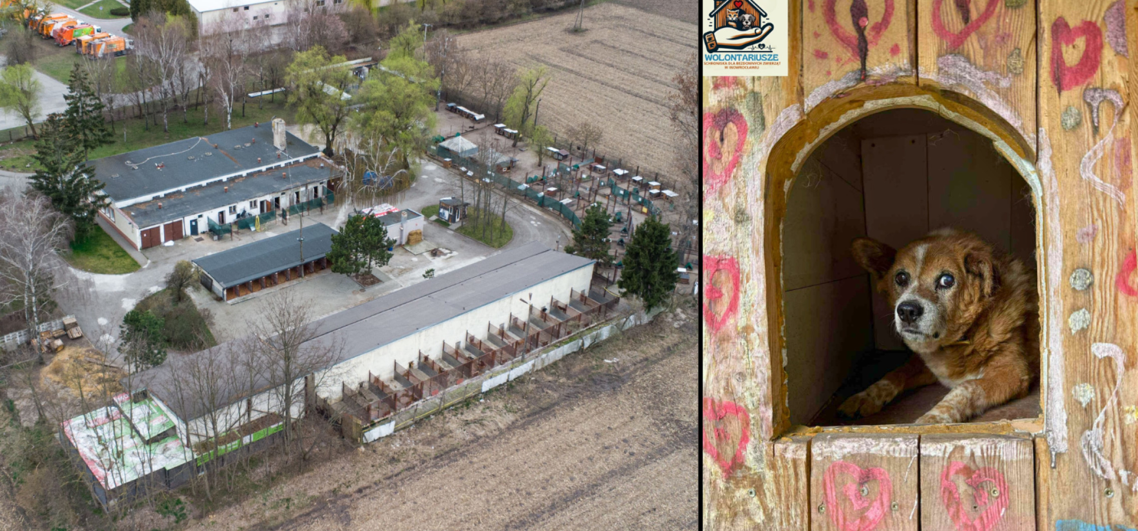 Jest akcja w schronisku: budujemy budy dla psów