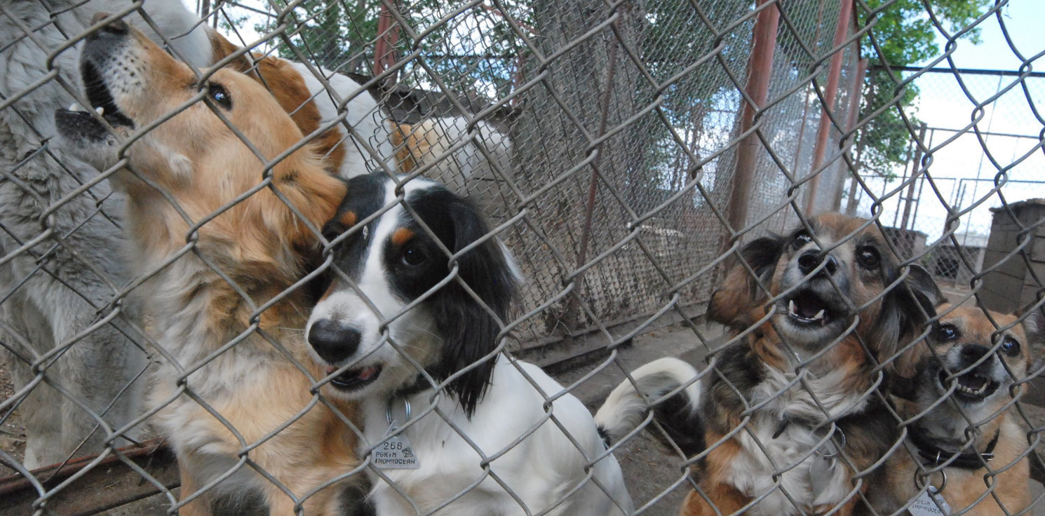 Inowrocław - Zrób prezent na święta zwierzakom ze schroniska