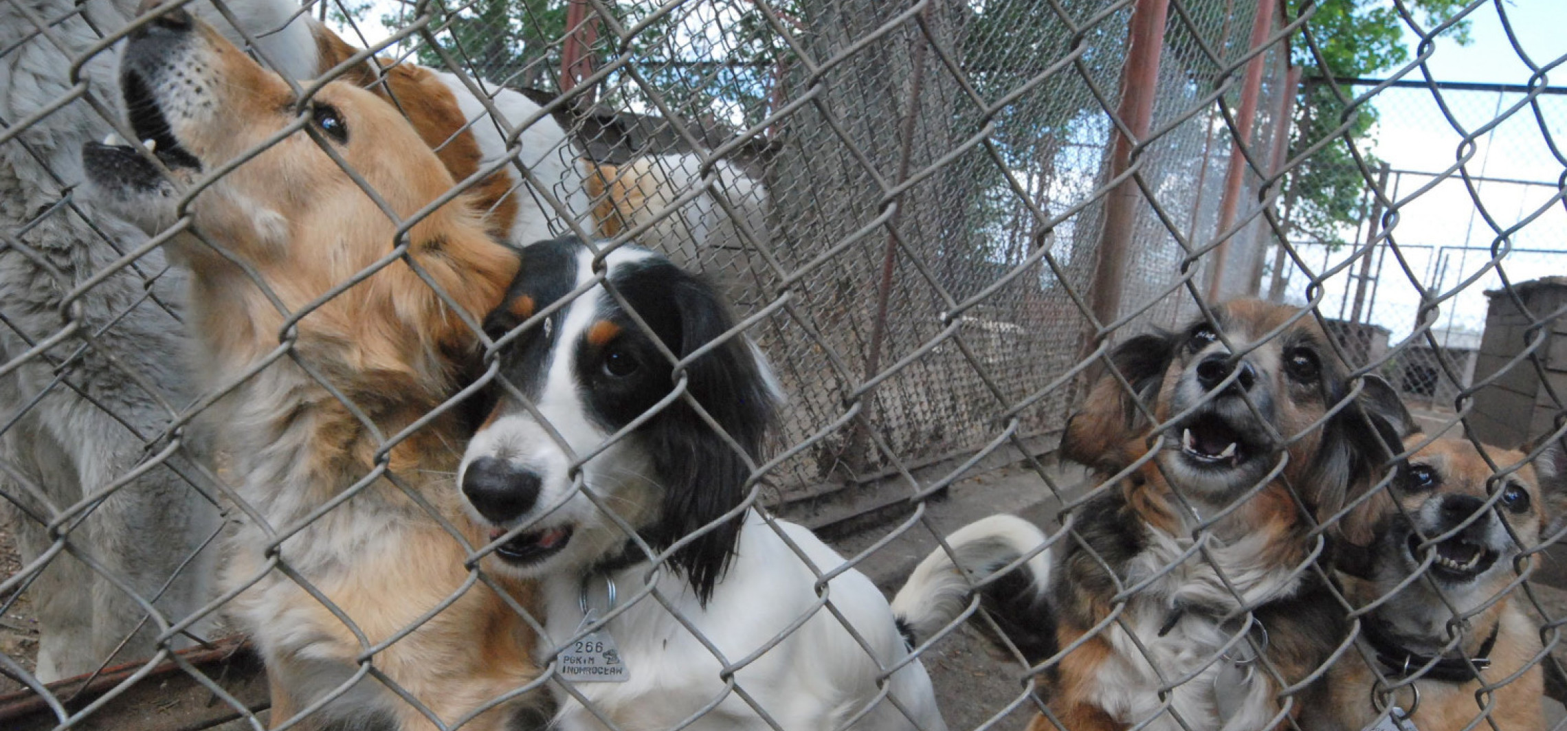 Zrób prezent na święta zwierzakom ze schroniska