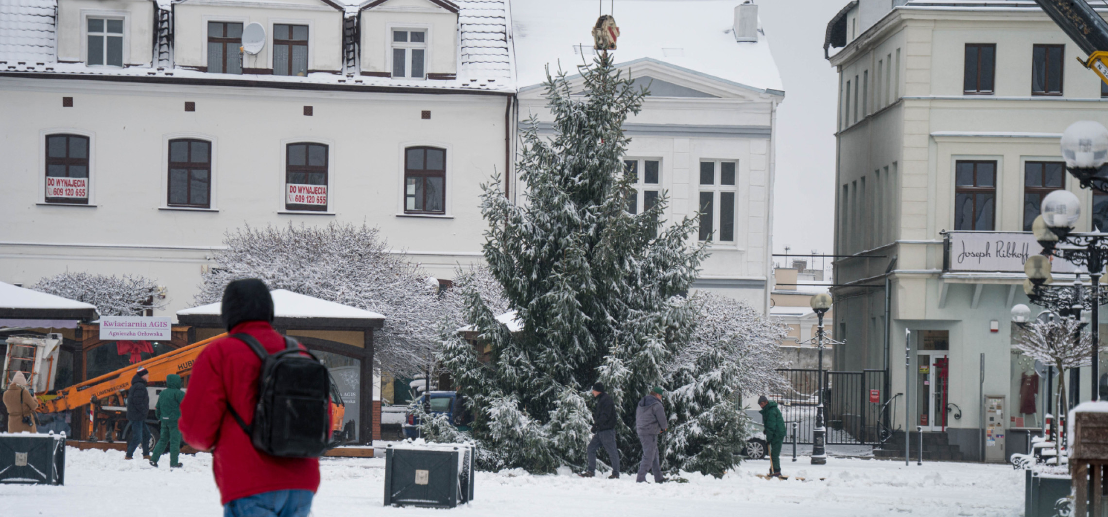 Coraz bliżej święta. Na Rynku pojawiła się choinka