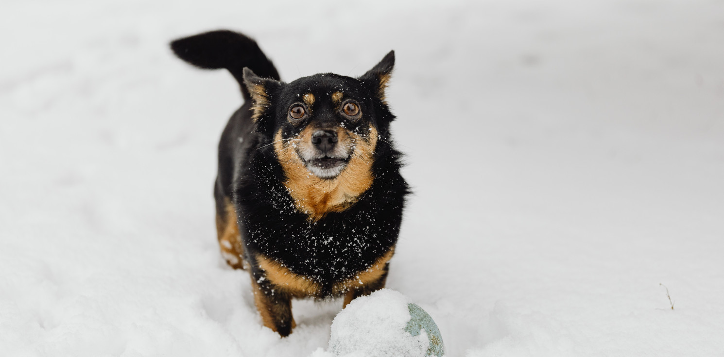 Inowrocław - Pomóżmy psom i kotom ze schroniska. Trwa zbiórka