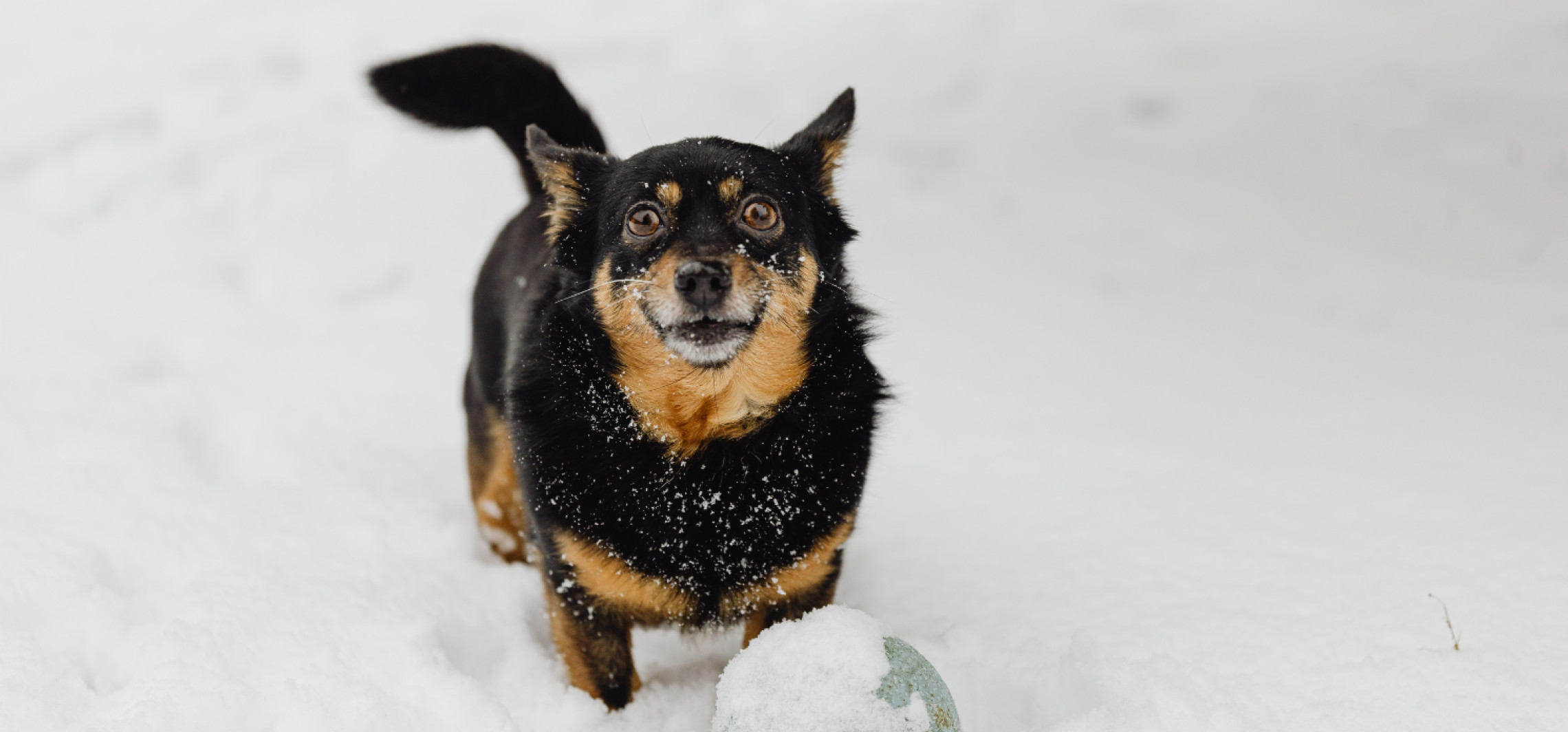 Pomóżmy psom i kotom ze schroniska. Trwa zbiórka
