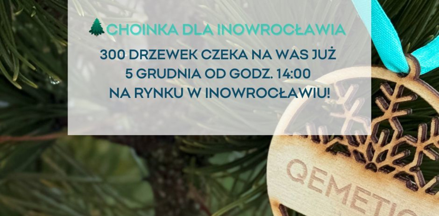 Region - Choinka z QEMETICA 2025 - świąteczne drzewka ponownie trafią do inowrocławskich domów