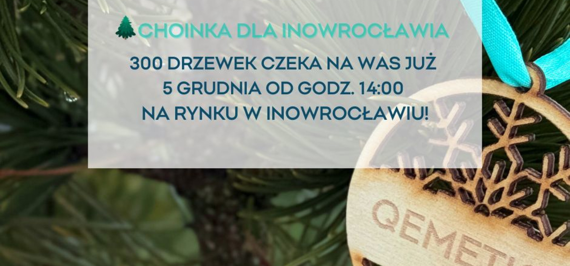 Choinka z QEMETICA 2025 - świąteczne drzewka ponownie trafią do inowrocławskich domów