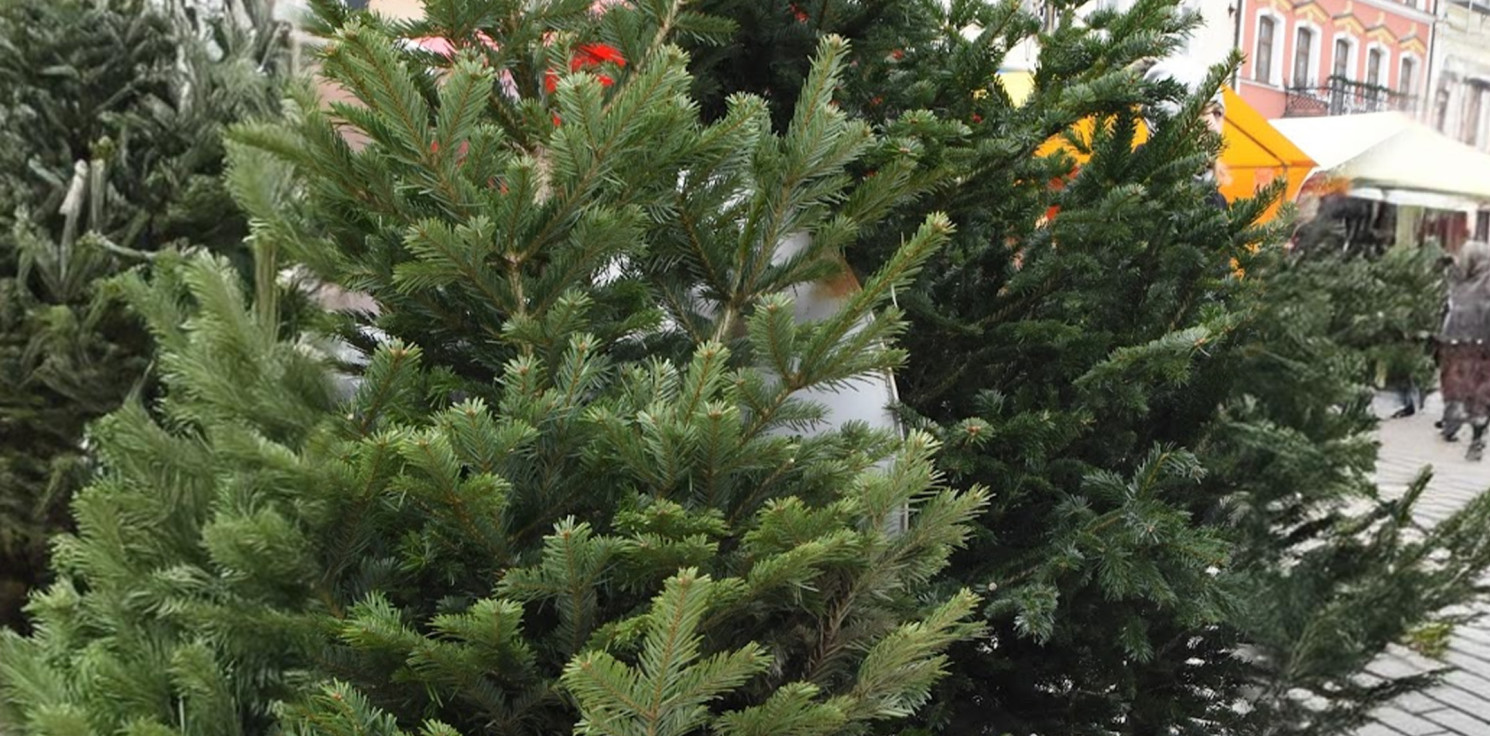 Inowrocław - Na rynku rozdadzą 300 choinek
