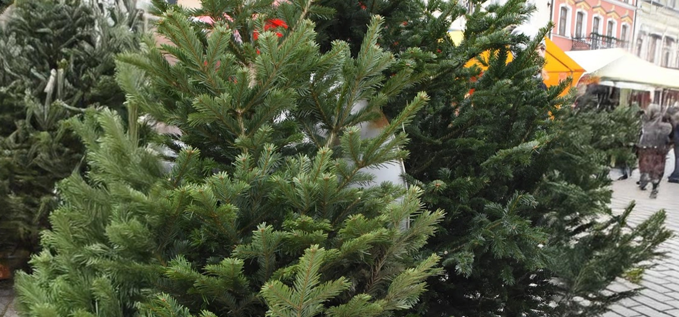 Na rynku rozdadzą 300 choinek