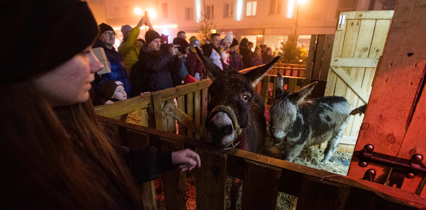 Inowrocław - Na Rynku otworzą szopkę. Będą żywe zwierzęta