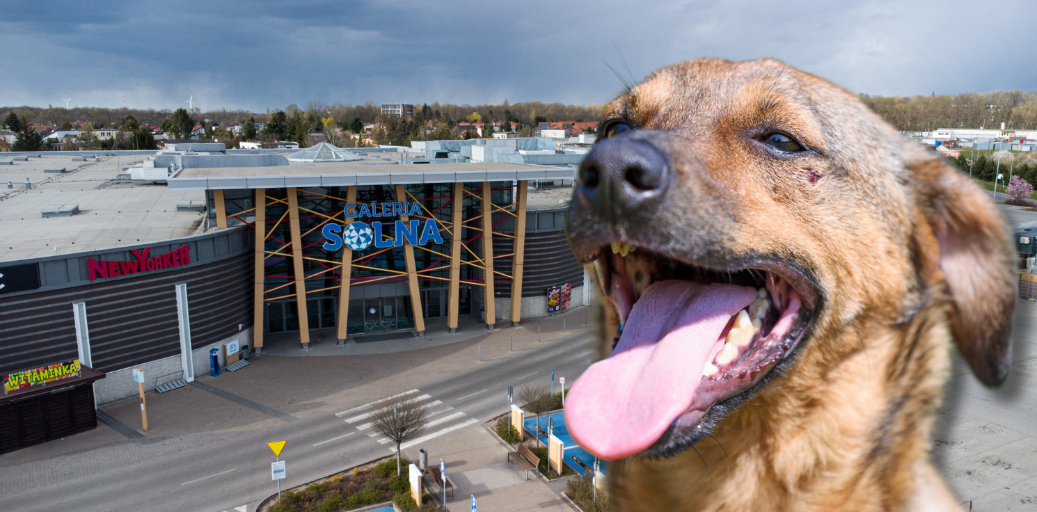 Inowrocław - Karma wraca - podarujmy zwierzakom ciepło na gwiazdkę