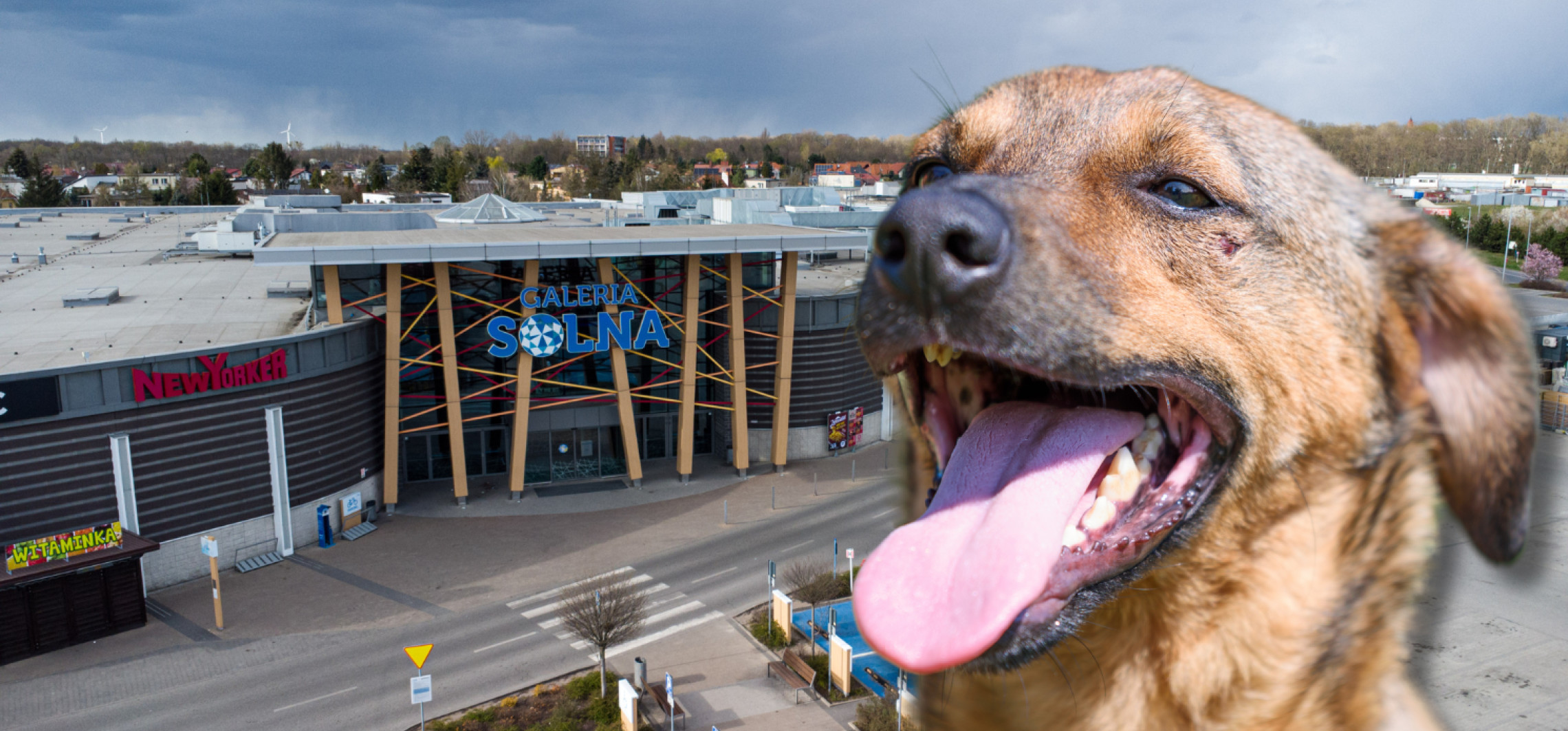 Karma wraca - podarujmy zwierzakom ciepło na gwiazdkę