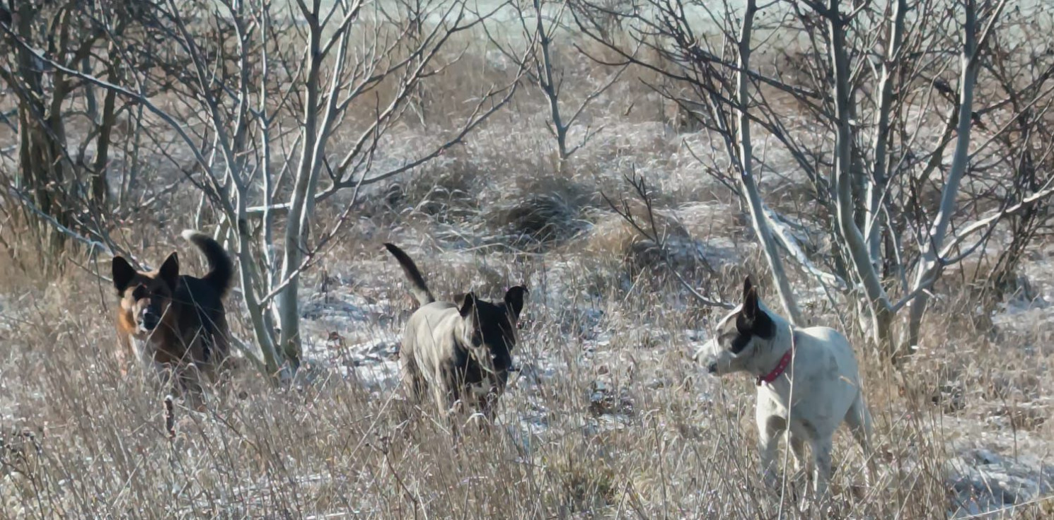 Inowrocław - Duże psy biegały luzem w rejonie szkoły. Właściciel ukarany