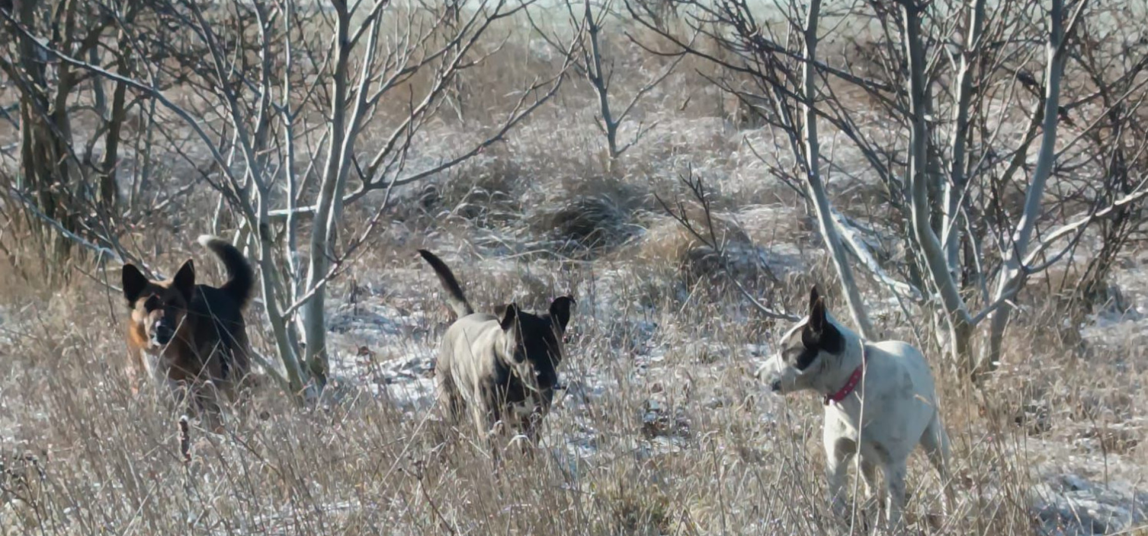 Duże psy biegały luzem w rejonie szkoły. Właściciel ukarany