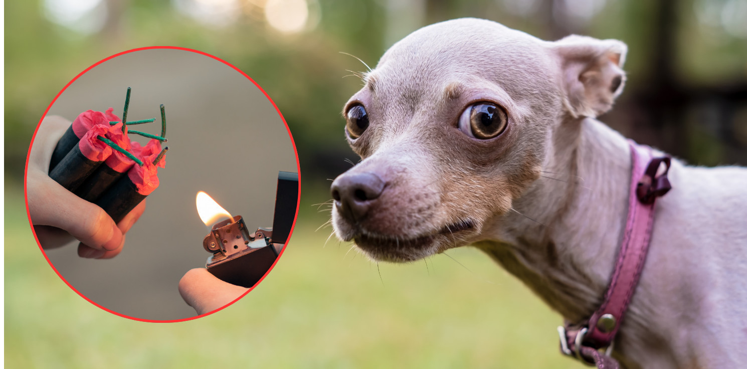 Inowrocław - Wolontariusze z apelem na Sylwestra