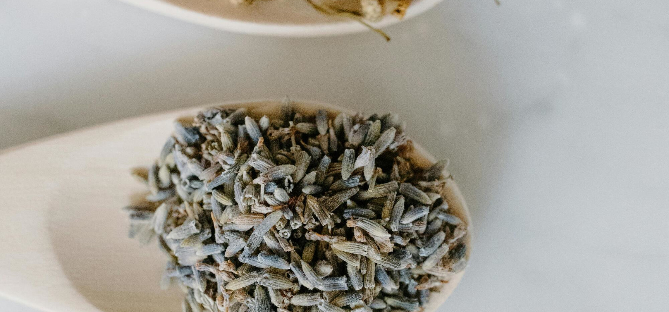 Szczeć pospolita – zioło o tradycyjnym zastosowaniu w fitoterapii