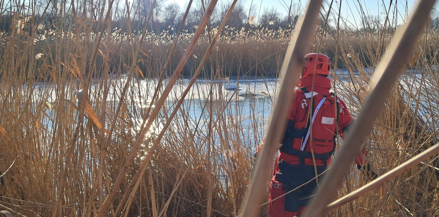 Kruszwica.online - Alarm o przymarzniętych łabędziach. Akcja WOPR w Szarleju