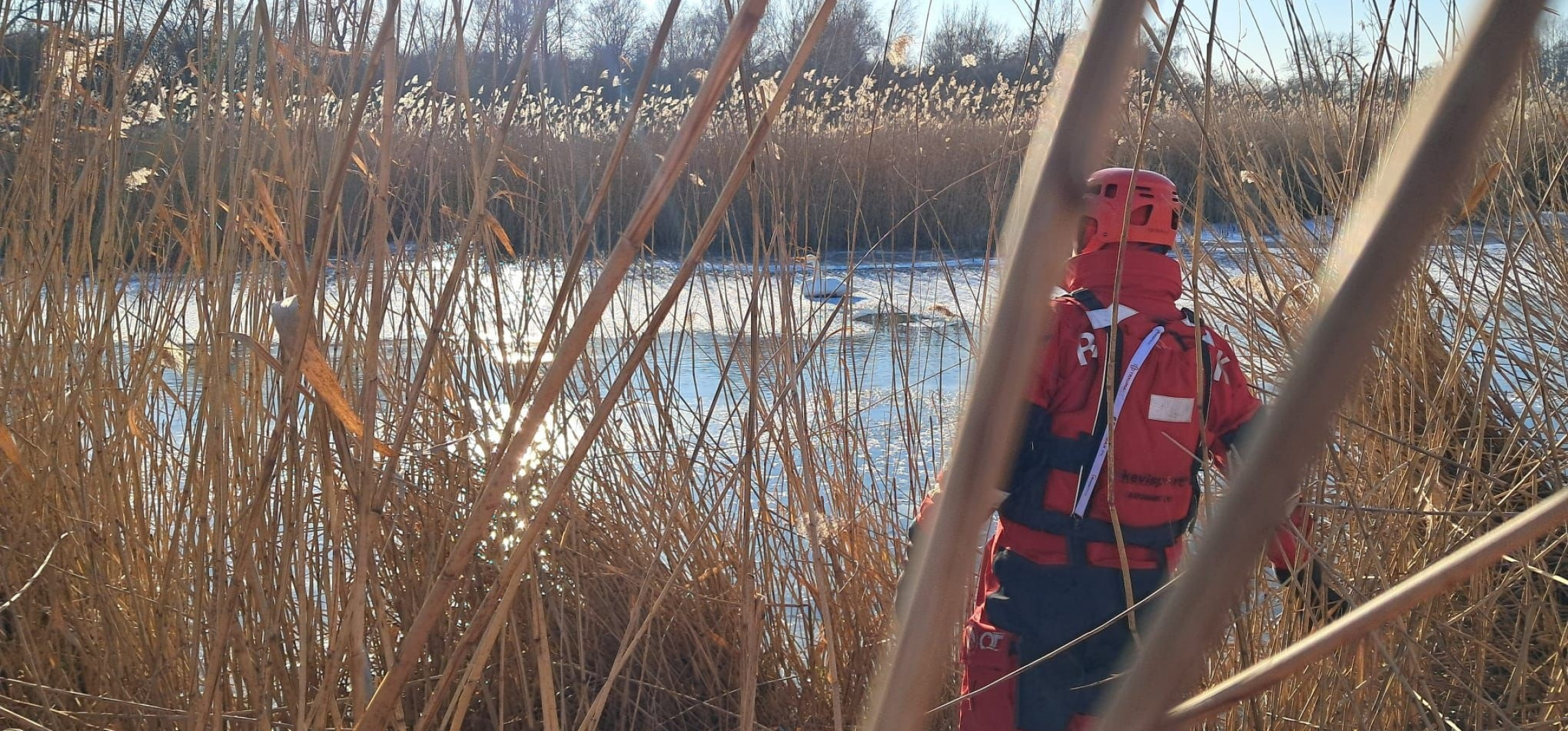 Alarm o przymarzniętych łabędziach. Akcja WOPR w Szarleju