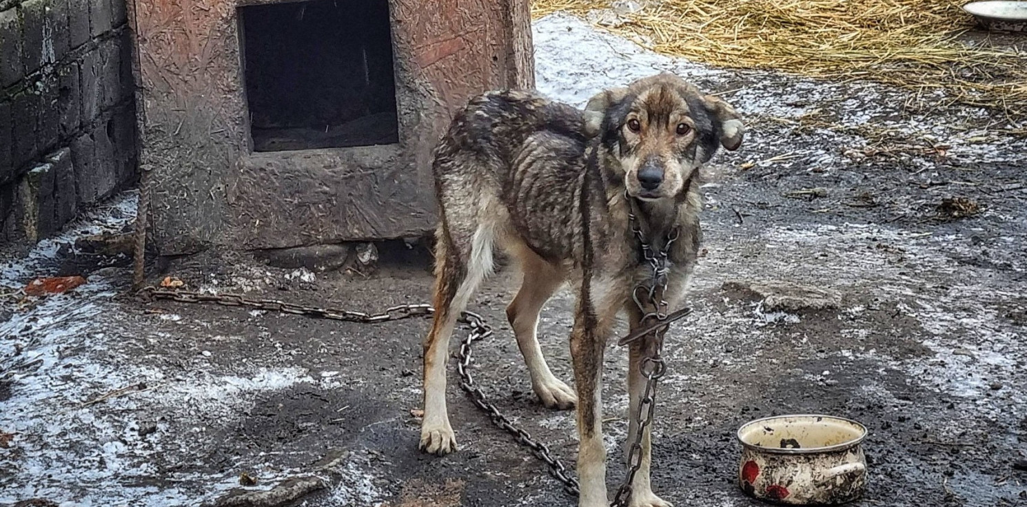 Inowrocław - Można było policzyć każde żebro. Sąd skazał oprawcę psa Zuli