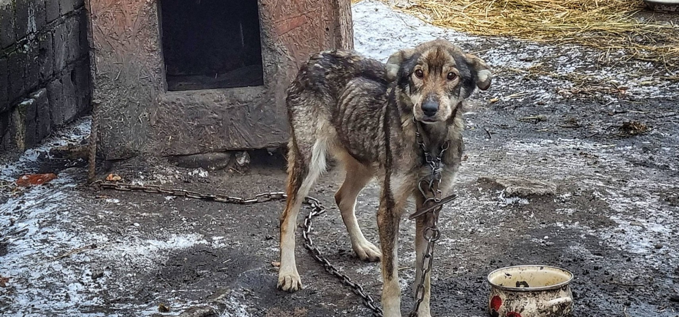 Można było policzyć każde żebro. Sąd skazał oprawcę psa Zuli