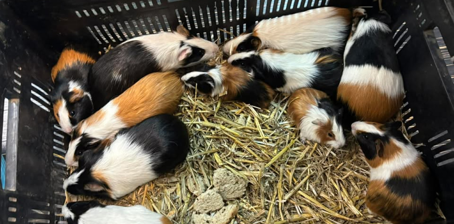 Inowrocław - Zostawił 11 świnek pod schroniskiem. Policja prowadzi dochodzenie