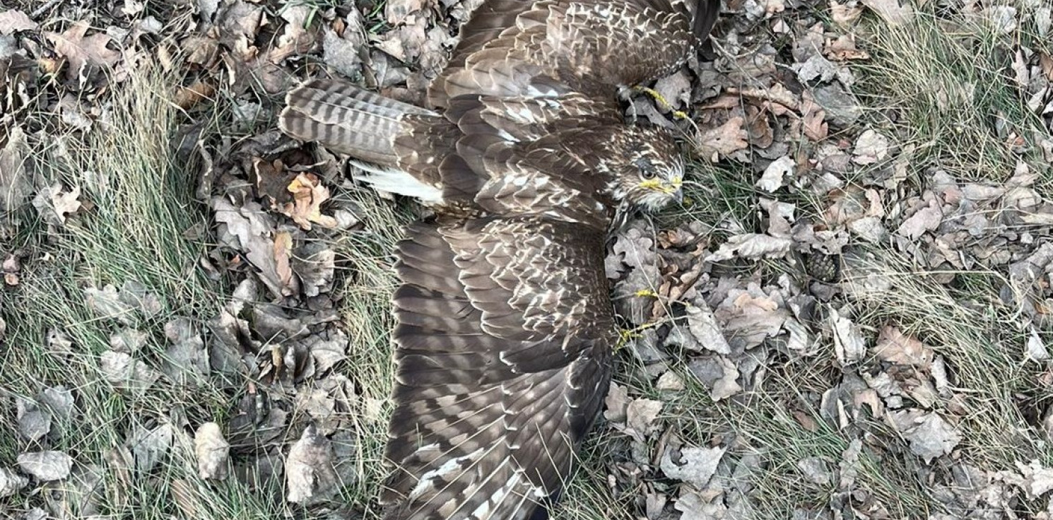 Mogilno - Leżał ranny przy drodze. Uratowali myszołowa