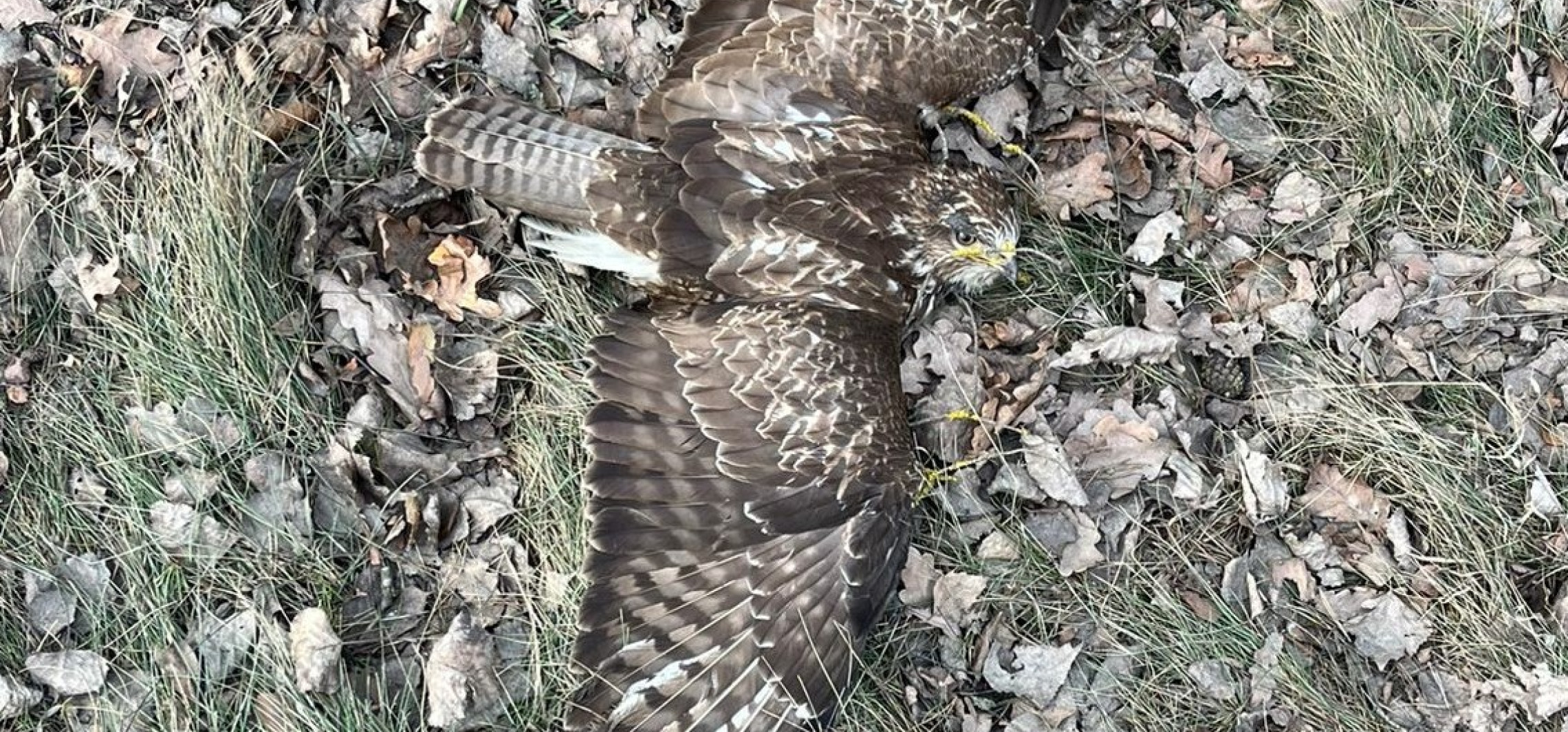 Leżał ranny przy drodze. Uratowali myszołowa