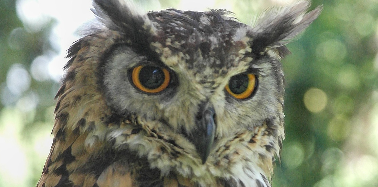 Kruszwica.online - Noc Sów ponownie zawita nad Gopło