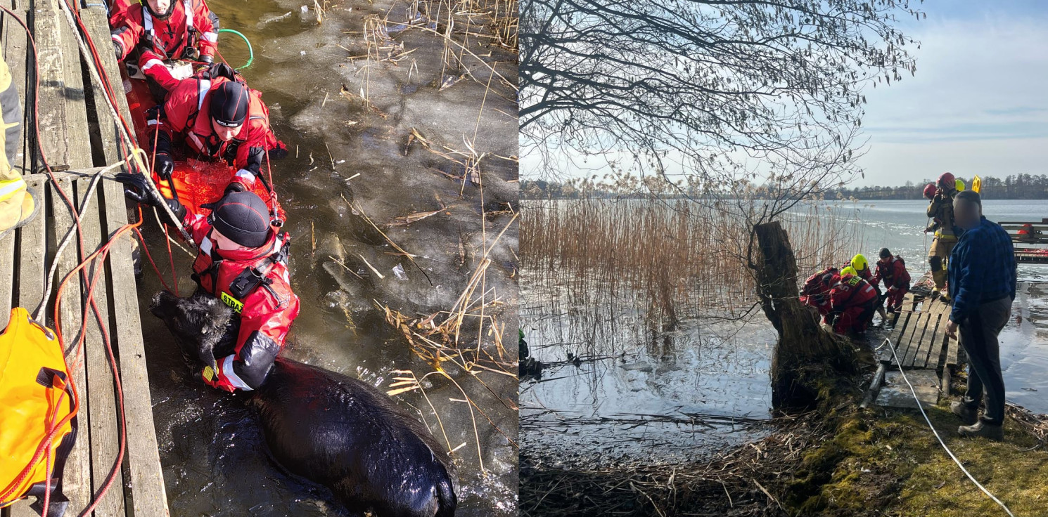 Region - Pod młodą jałówką załamał się lód. Szczęśliwy finał dramatycznej akcji na jeziorze