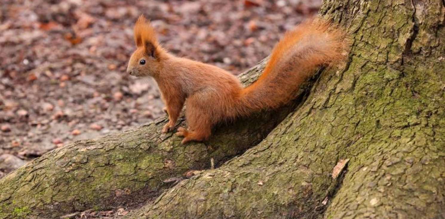 Kraj - Biolog: wiewiórki bywają bardziej agresywne w parkach miejskich niż w lasach