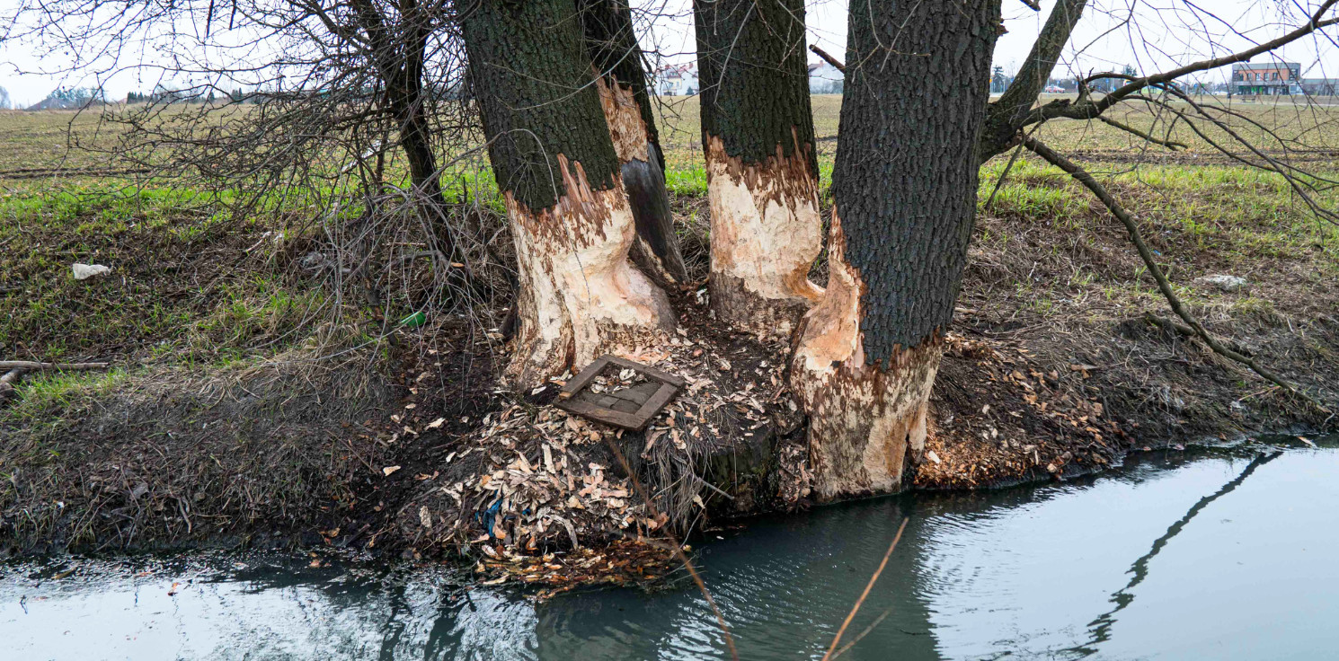 Inowrocław - Oto dzieło bobrów w Inowrocławiu. Blisko głównej ulicy