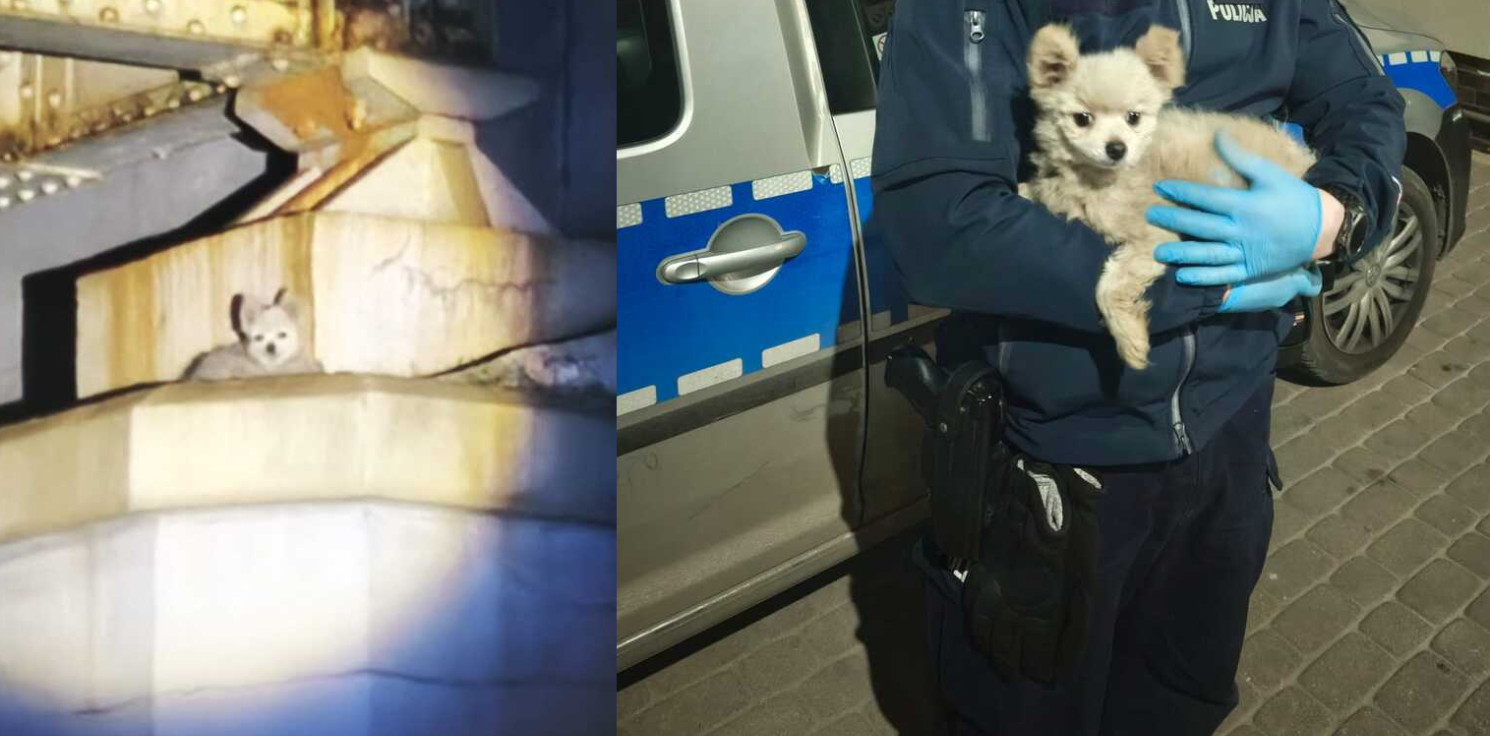 Inowrocław - Pies utknął na filarze wiaduktu. Pomogli policjanci i strażacy