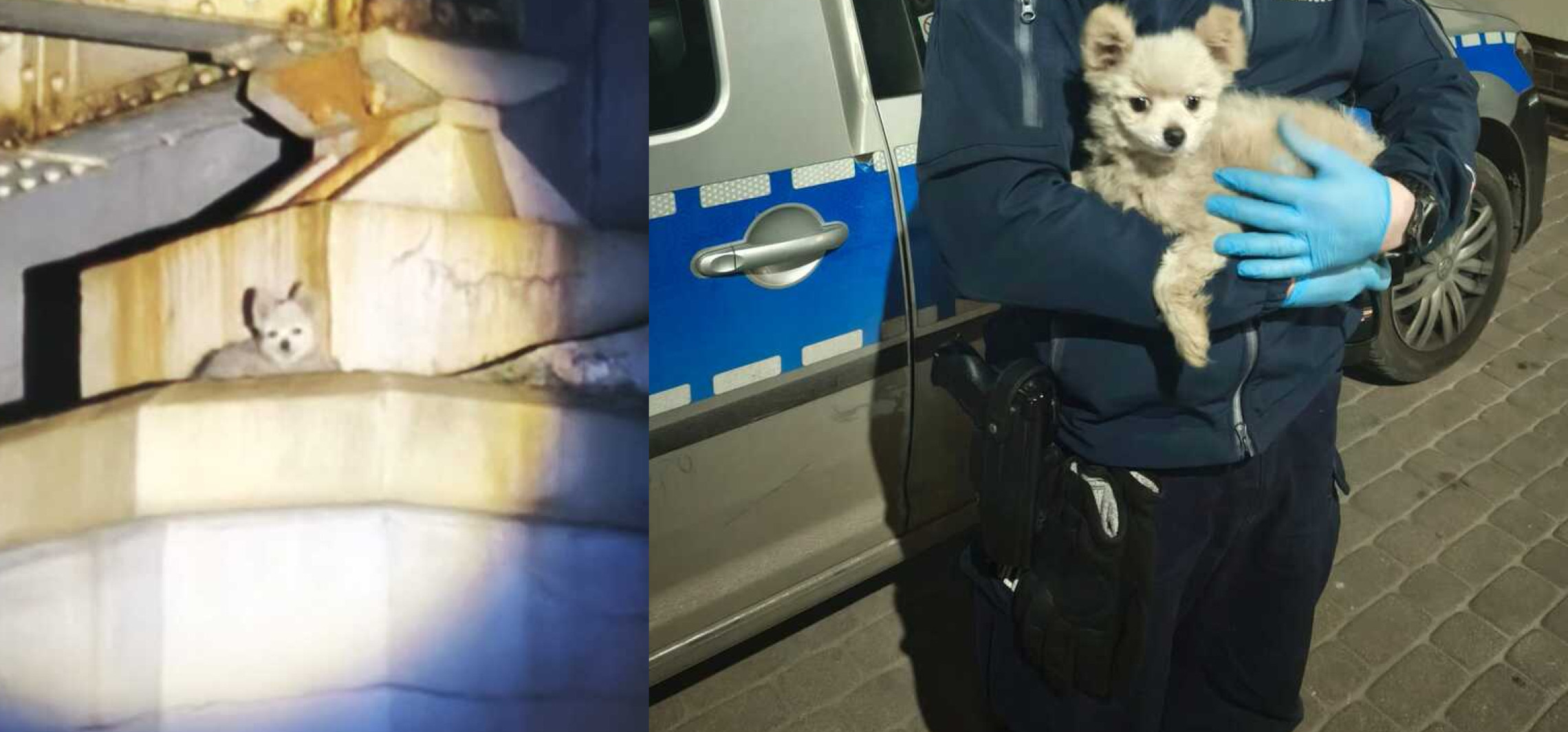 Pies utknął na filarze wiaduktu. Pomogli policjanci i strażacy