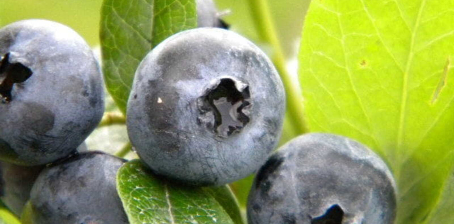 Region - Sadzenie śliwy: klucz do zdrowych drzewek w ogrodzie