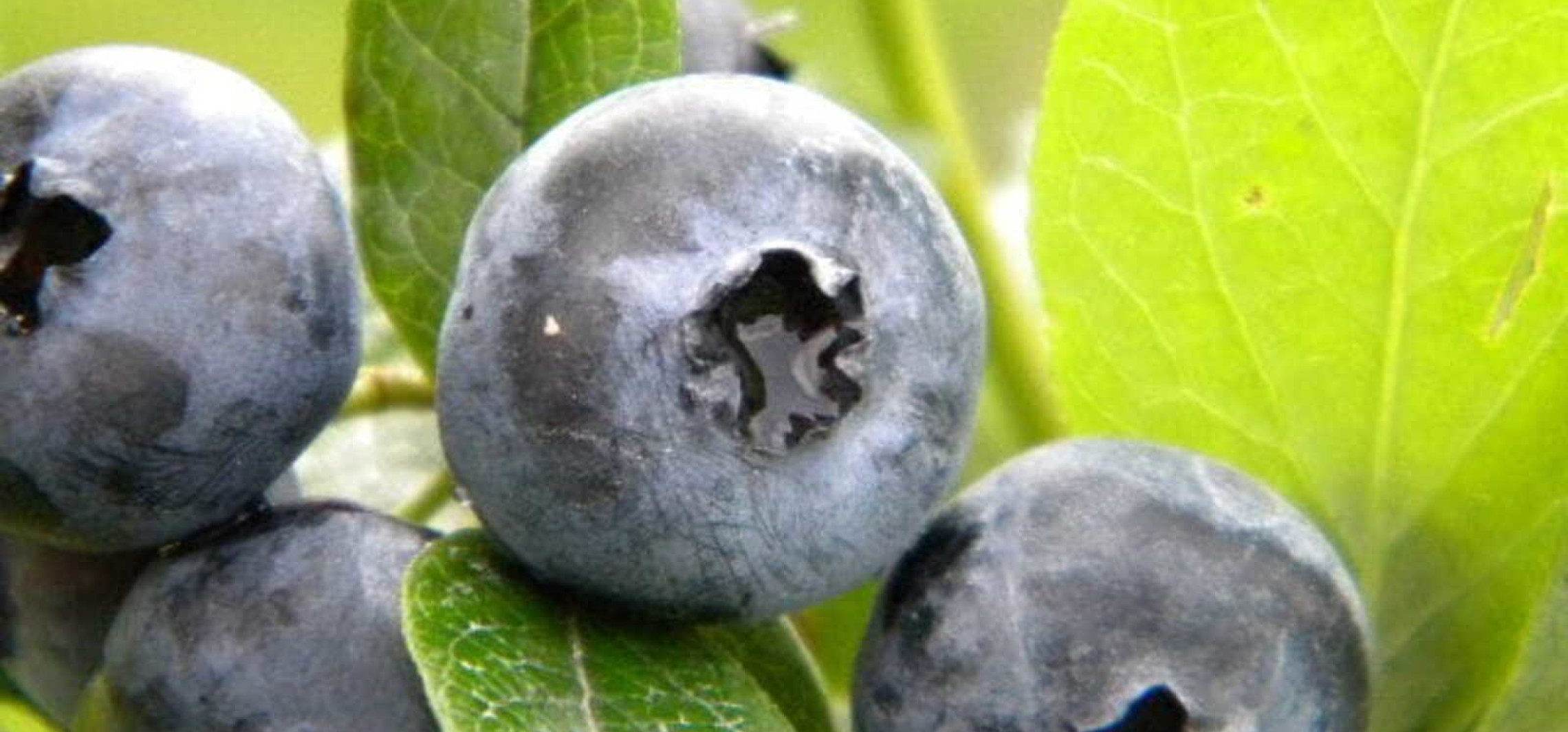 Sadzenie śliwy: klucz do zdrowych drzewek w ogrodzie