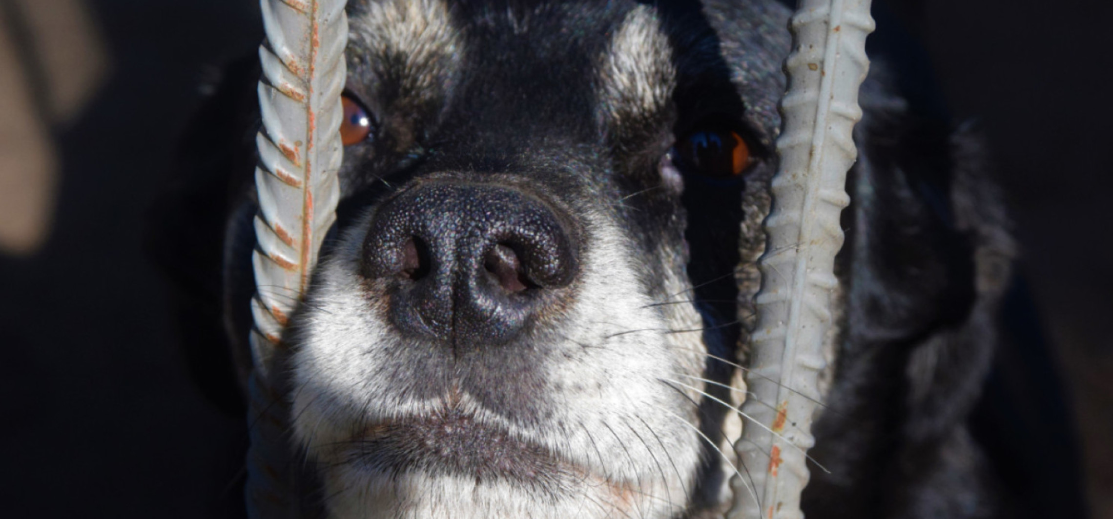 Ponad pół miliona na remont schroniska. Prace już trwają