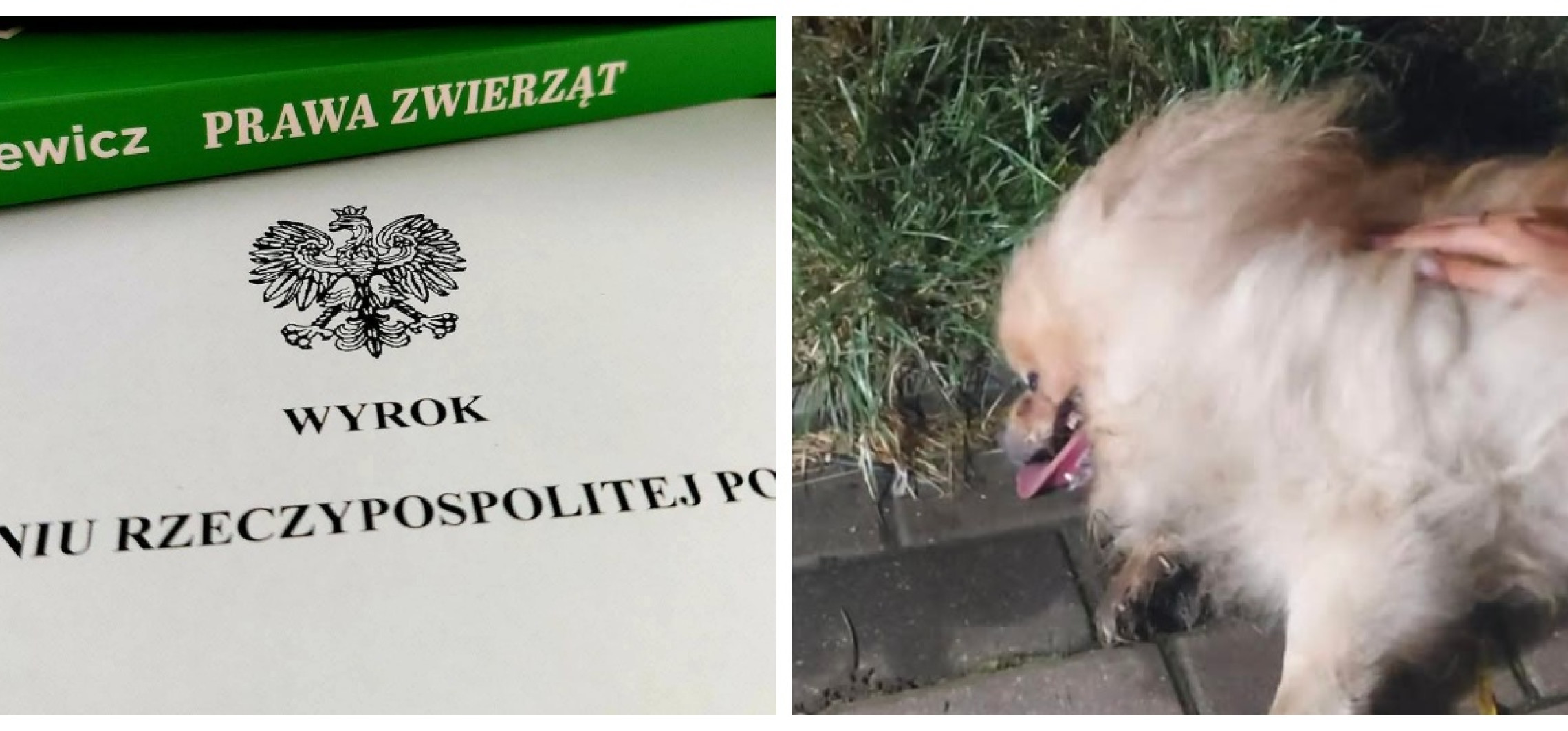 Ciągnął szpica na smyczy, aż się udusił. Sąd wydał wyrok