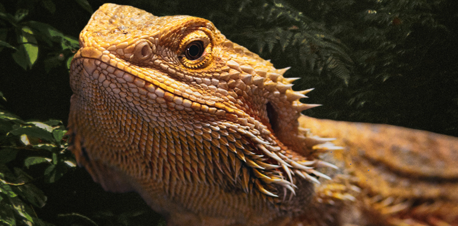 Inowrocław - Egzotyczne zwierzęta znów w Inowrocławiu. Wild Animal Expo już w niedzielę