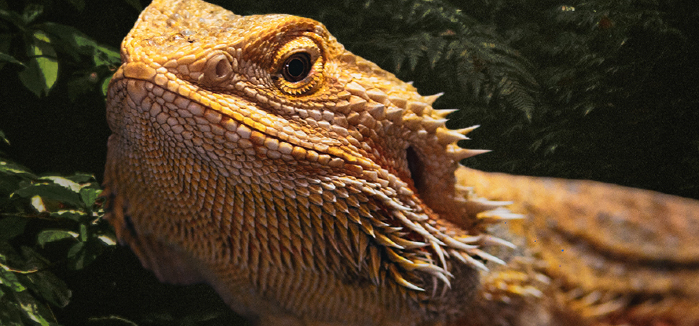 Egzotyczne zwierzęta znów w Inowrocławiu. Wild Animal Expo już w niedzielę