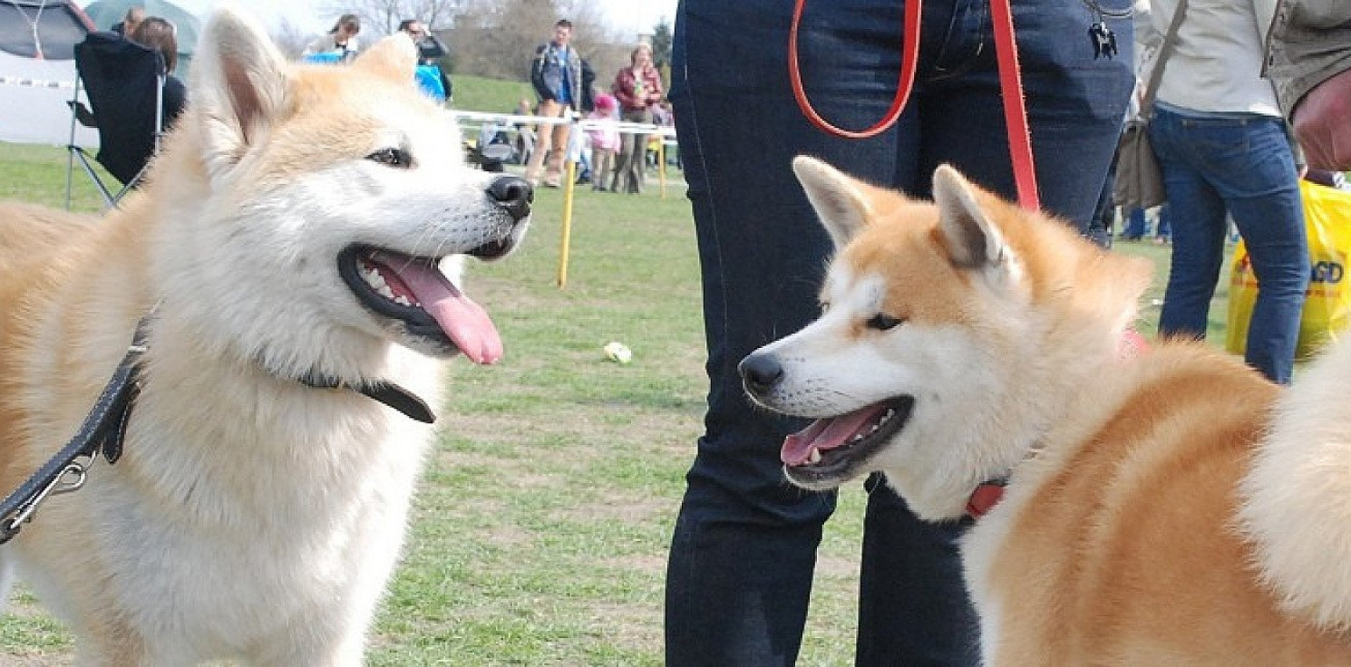 Inowrocław - Setki psów na stadionie w Inowrocławiu. W niedzielę krajowa wystawa!