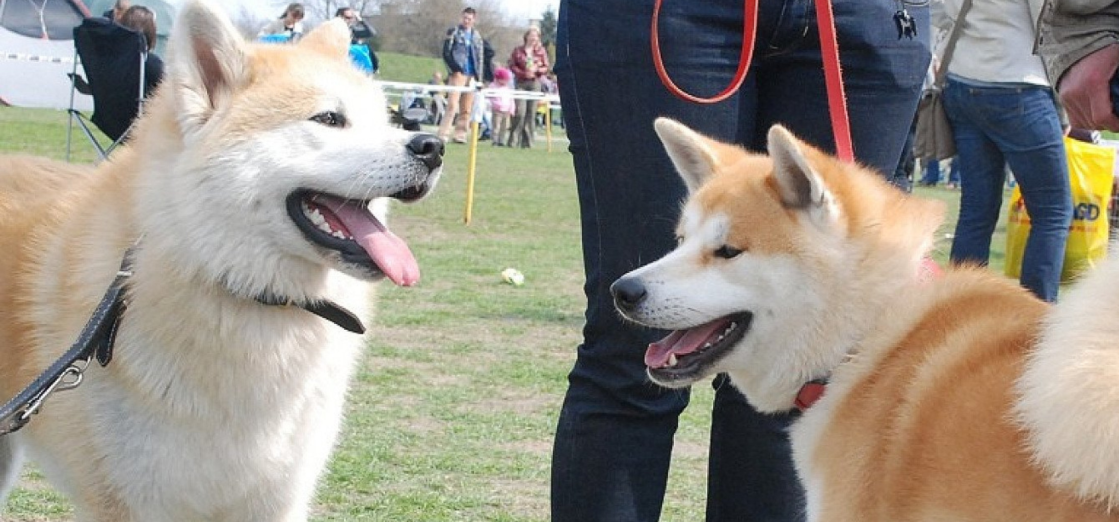 Setki psów na stadionie w Inowrocławiu. W niedzielę krajowa wystawa!