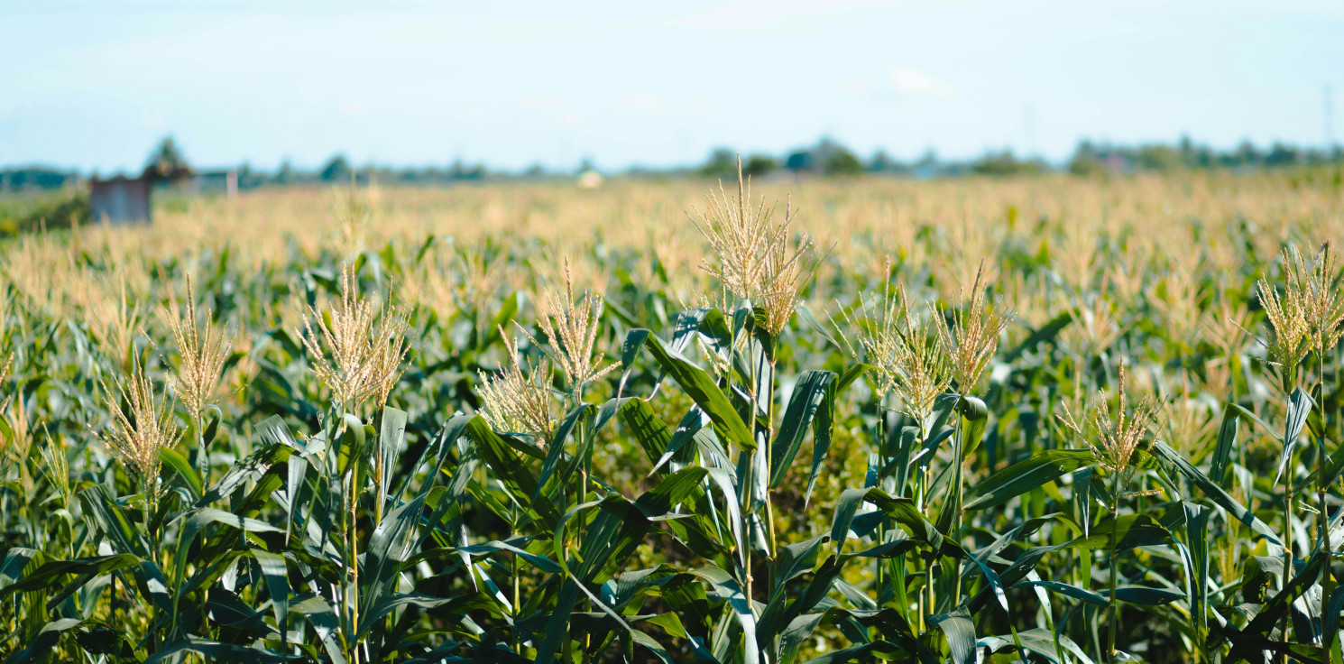Region - Przytulia czepna w kukurydzy nie odpuszcza? Sprawdź, jak skutecznie wygrać z nią już od startu