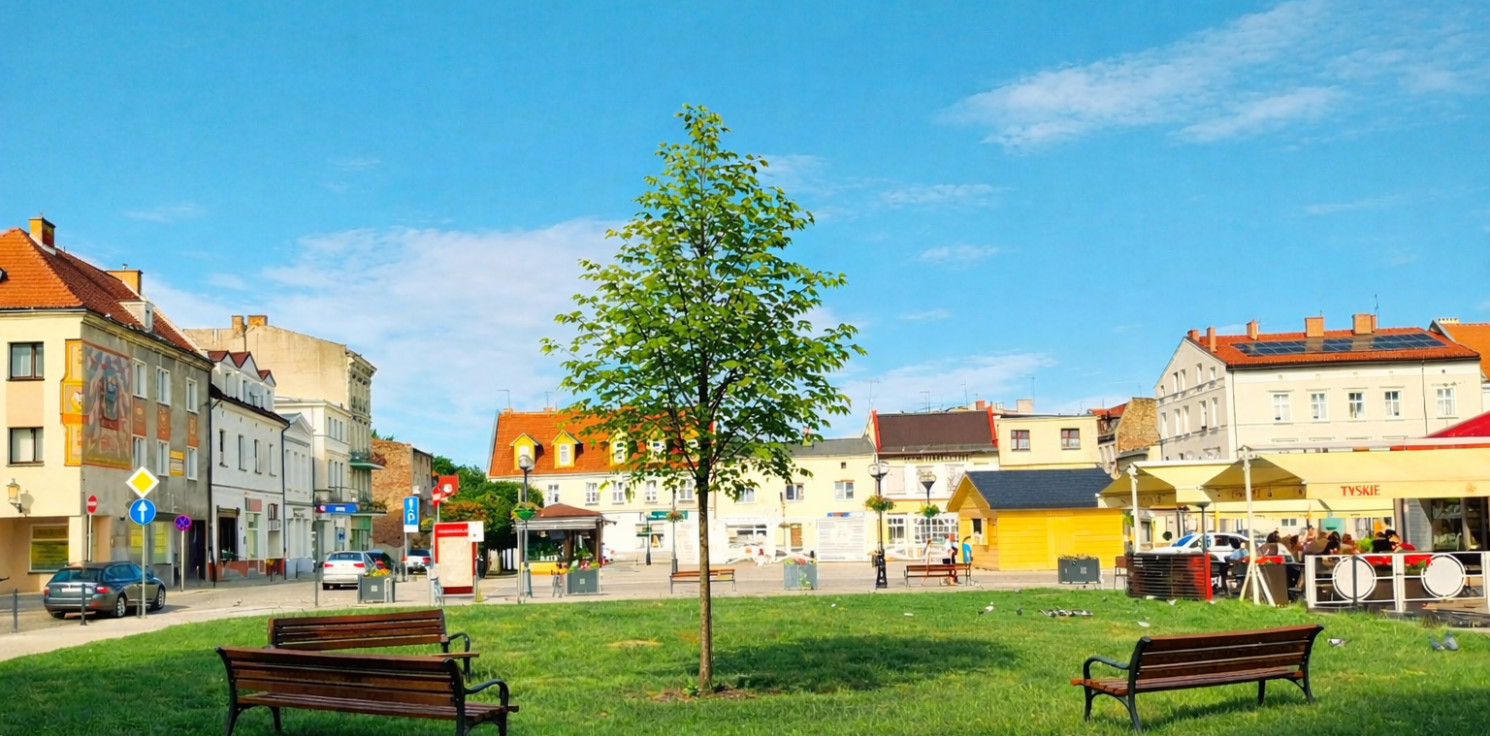 Inowrocław - Radni skazali niewinną Inowrocławiankę. Drzewo obok Rynku miałoby o tym przypominać