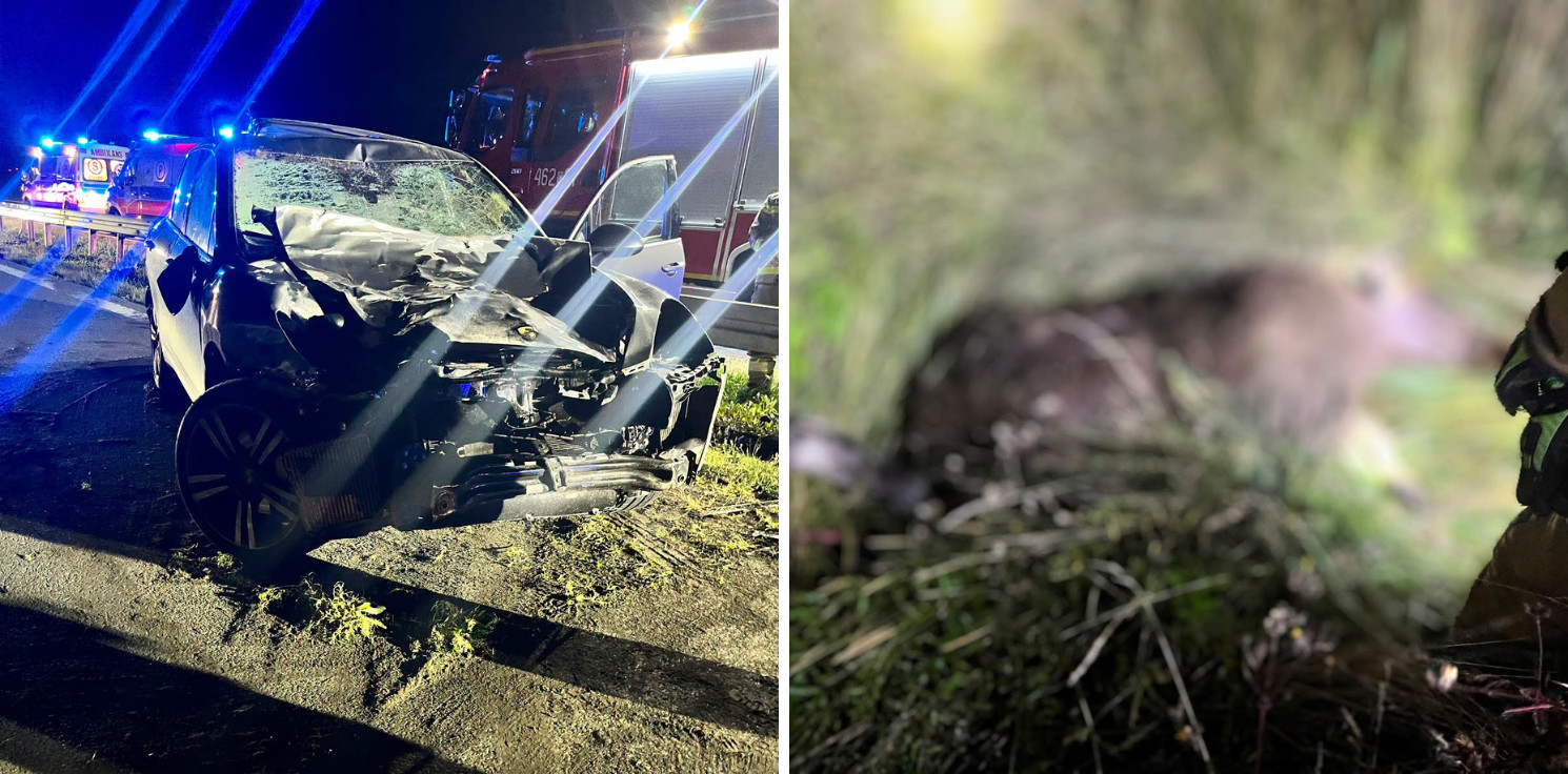 Kruszwica.online - Porsche zderzyło się z łosiem na obwodnicy Inowrocławia